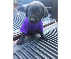 Beautiful Labrador puppies have vaccinations utd - 3