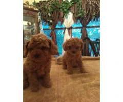 Toy Poodle puppies $700