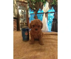 Toy Poodle puppies $700 - 2