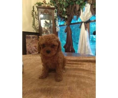 Toy Poodle puppies $700 - 3