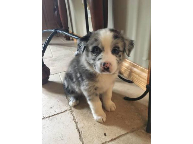 4 males and 1 female Australian Shepherd puppies Omaha - Puppies for ...