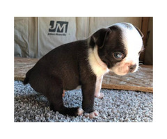 Boston Terrier Puppy for sale by ownerCalifornia - Puppies ...