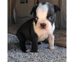 Male Boston terrier puppies for sale - 2