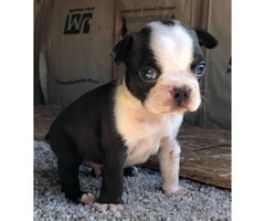 Male Boston terrier puppies for sale - 3