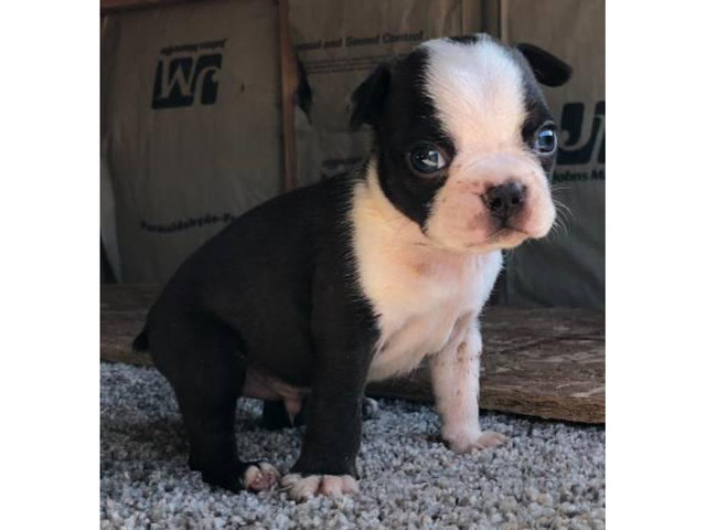 Boston Terrier Puppies Maine Whispering Pines Kennel