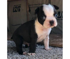 Male Boston terrier puppies for sale - 4