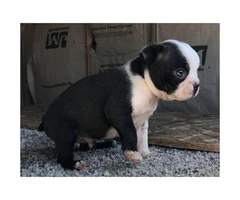 Male Boston terrier puppies for sale - 5