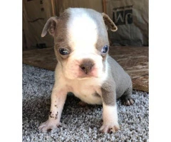 Male Boston terrier puppies for sale - 6