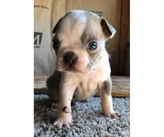 Male Boston terrier puppies for sale - 7