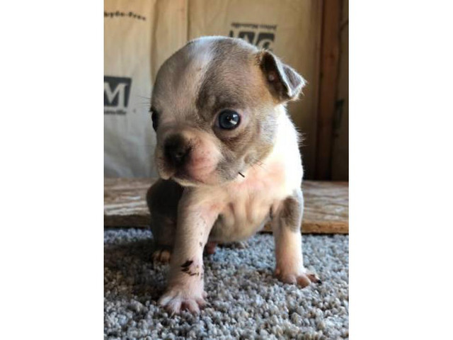 Male Boston terrier puppies for sale in San Francisco