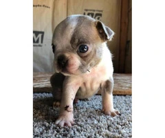 Male Boston terrier puppies for sale - 8