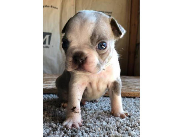 Male Boston terrier puppies for sale in San Francisco