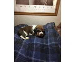 UKC Basset Hound puppies $700