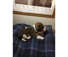UKC Basset Hound puppies $700 - 4