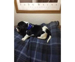 UKC Basset Hound puppies $700 - 5