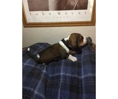 UKC Basset Hound puppies $700 - 8