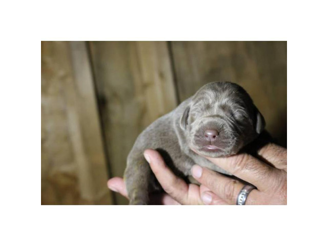 9 Silver Lab Puppies for Sale in Albany, New York