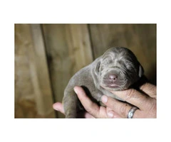 9 Silver Lab Puppies for Sale - 1