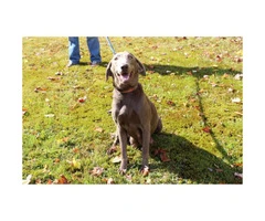9 Silver Lab Puppies for Sale - 3
