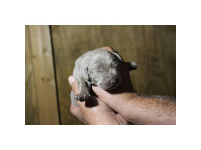 9 Silver Lab Puppies for Sale in Albany, New York ...