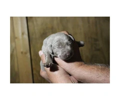 9 Silver Lab Puppies for Sale - 4