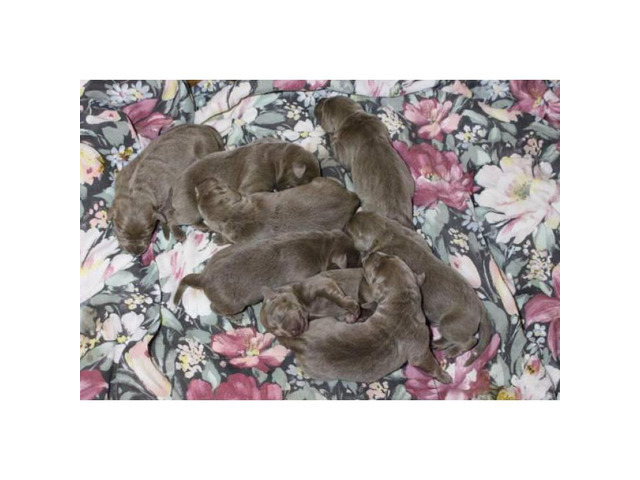 9 Silver Lab Puppies for Sale in Albany, New York - Puppies for Sale Near Me