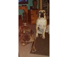4 beautiful mastiff pups for sale - 4