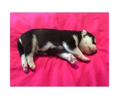 6 husky puppies for sale male and a female