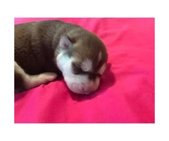 6 husky puppies for sale male and a female - 2