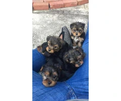 Beautiful female yorkie pups for sale - 1