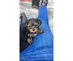Beautiful female yorkie pups for sale - 3