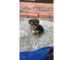 Beautiful female yorkie pups for sale - 4