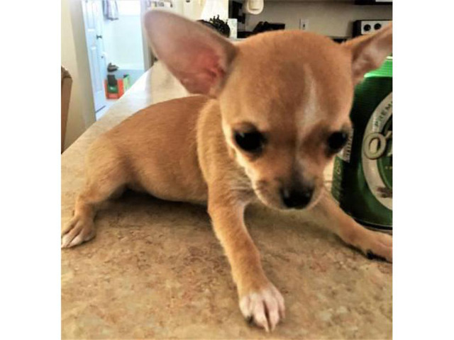 FAWN chihuahua puppy for sale in Jacksonville, Florida