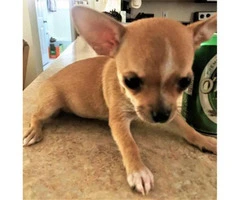 FAWN chihuahua puppy for sale - 2