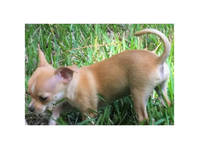 FAWN chihuahua puppy for sale in Jacksonville, Florida