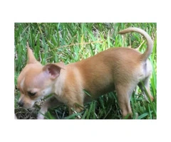 FAWN chihuahua puppy for sale - 4