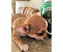 FAWN chihuahua puppy for sale - 5