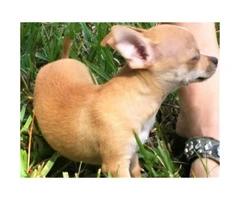 FAWN chihuahua puppy for sale - 6
