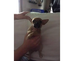 One male one female chihuahua puppies - 2
