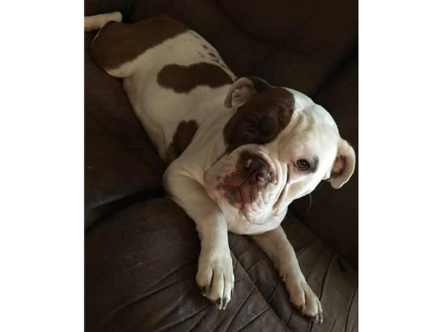 4 months old Female Purebred Old English Bulldogge in Eau Claire, Wisconsin - Puppies for Sale ...