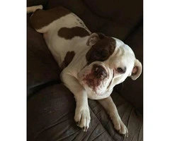 4 months old Female Purebred Old English Bulldogge