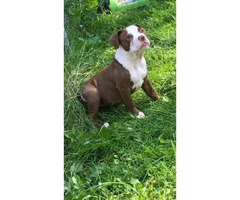4 months old Female Purebred Old English Bulldogge - 4