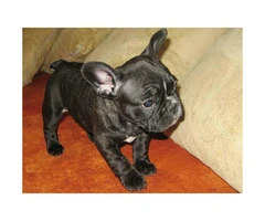 12 weeks old French bulldog puppies - 2