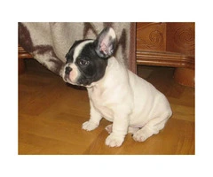 12 weeks old French bulldog puppies - 3