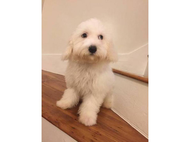 2 beautiful Bichon frise puppies are still available in