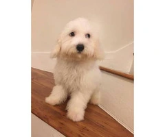 2 beautiful Bichon frise puppies are still available