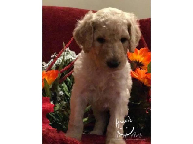 Standard poodle puppies in , Mississippi - Puppies for ...