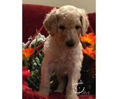 Standard poodle puppies - 4