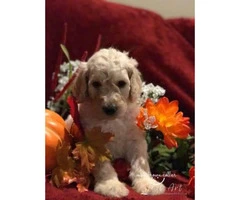 Standard poodle puppies - 5