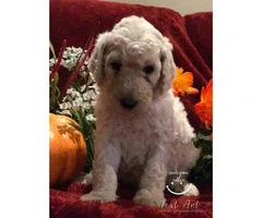 Standard poodle puppies - 6